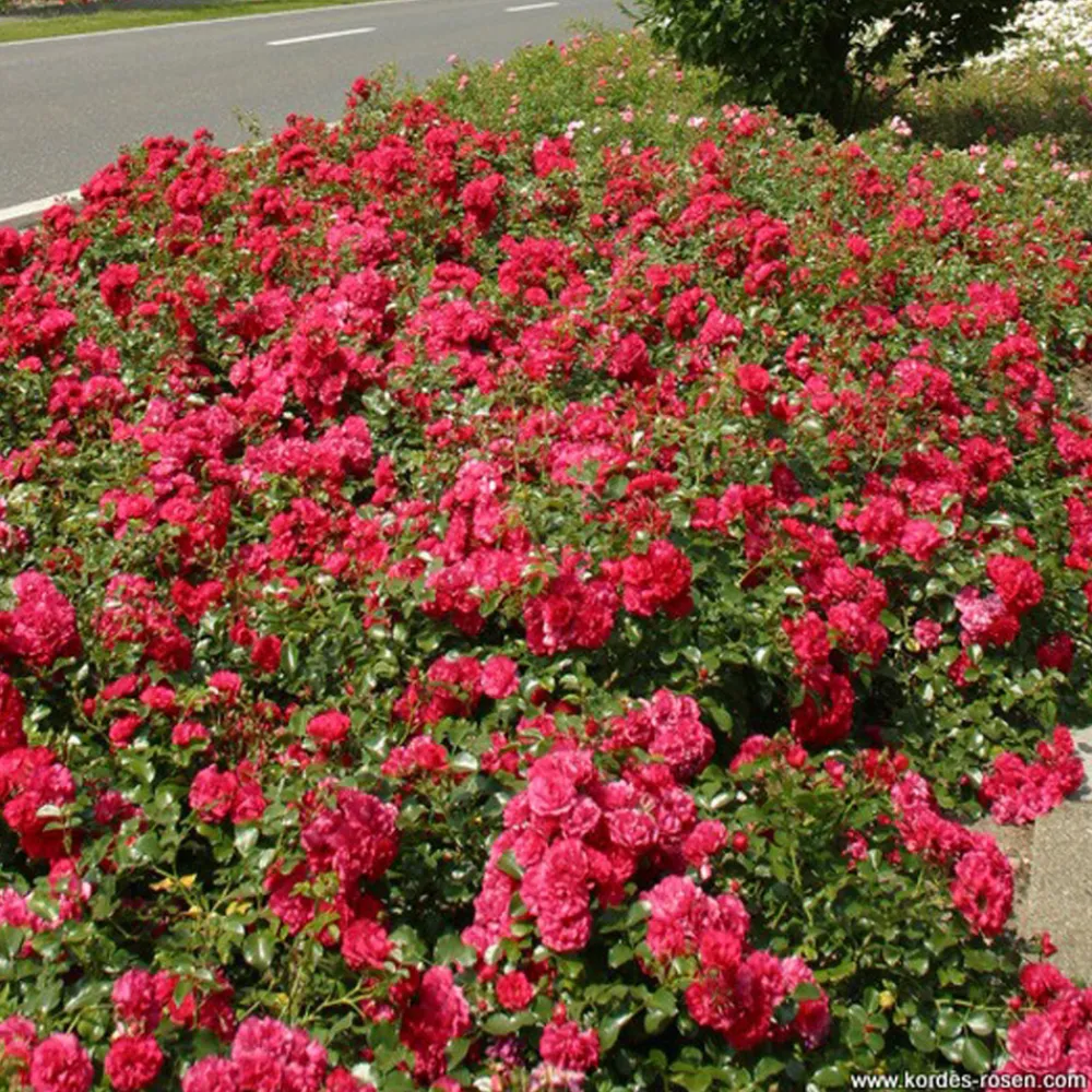 Arborix - Kordes rigo-rosier - rosa 'gärtnerfreude'® Clearance