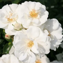 Arborix - Kordes rigo-rosier - rosa 'innocencia'® Best