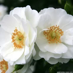 Arborix - Kordes rigo-rosier - rosa 'innocencia'® Best