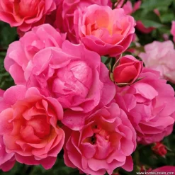 Arborix - Kordes rigo-rosier - rosa 'maxi vita'®