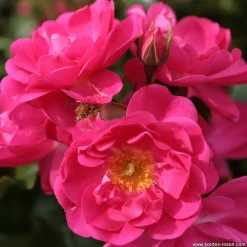 Arborix - Kordes rigo-rosier - rosa 'neon'® Sale