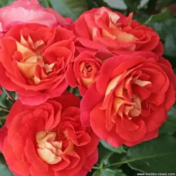 Arborix - Kordes rose des fées - rosa 'gebrüder grimm'® Online