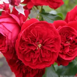Arborix Rosiers | - Kordes rose des fées - rosa 'rötkäppchen'®