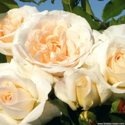 Arborix - Kordes rose des fées - rosa 'kosmos'® Clearance