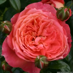 Arborix - Kordes rose des fées - rosa 'queen of hearts'® Online