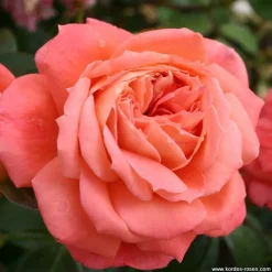 Arborix - Kordes rose des fées - rosa 'queen of hearts'® Online