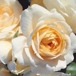 Arborix - Kordes rose des fées - rosa 'lions - rose'® Outlet