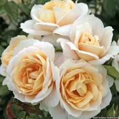 Arborix - Kordes rose des fées - rosa 'lions - rose'® Outlet