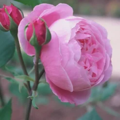 Arborix Rosiers | - Kordes rose des fées - rosa 'queen elizabeth'