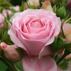 Arborix Rosiers | - Kordes rose des fées - rosa 'rosenfee'®