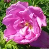 Arborix Rosiers | - Kordes-rugosa - rosa 'pink roadrunner'®