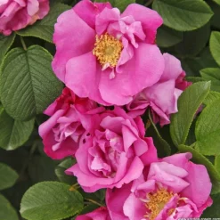 Arborix Rosiers | - Kordes-rugosa - rosa 'pink roadrunner'®
