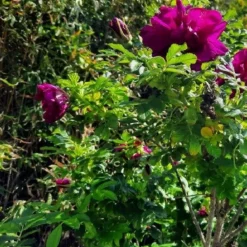 Arborix Rosiers | - Kordes-rugosa - rosa 'purple roadrunner'®