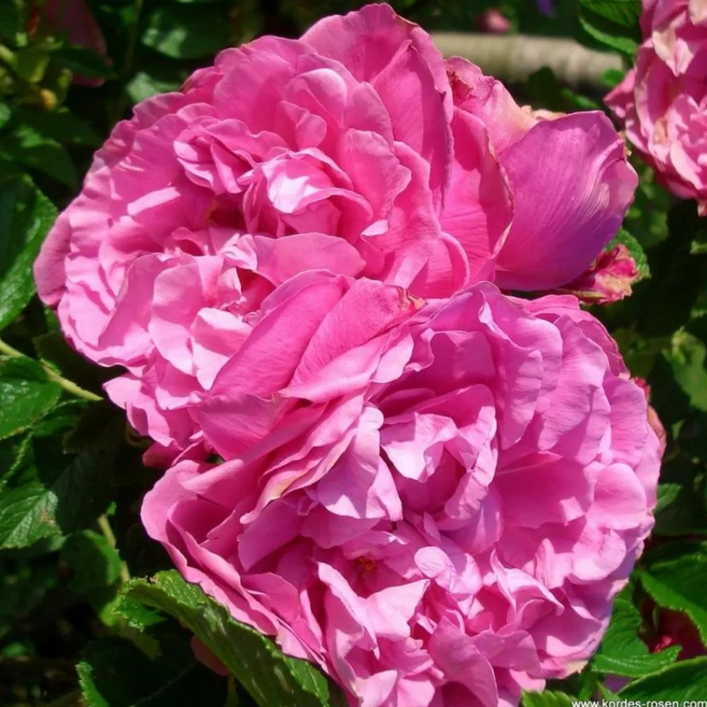 Arborix Rosiers | - Kordes-rugosa - rosa 'romantic roadrunner'®