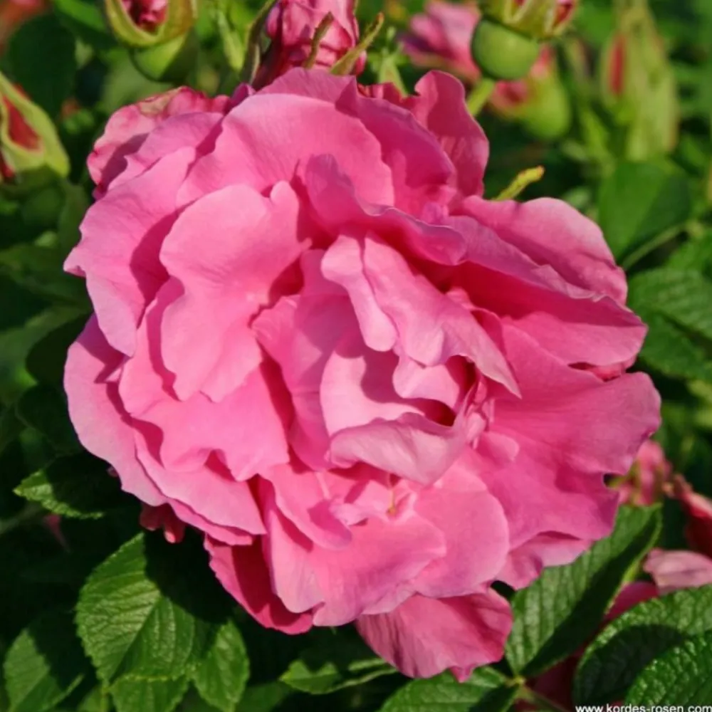Arborix Rosiers | - Kordes-rugosa - rosa 'romantic roadrunner'®
