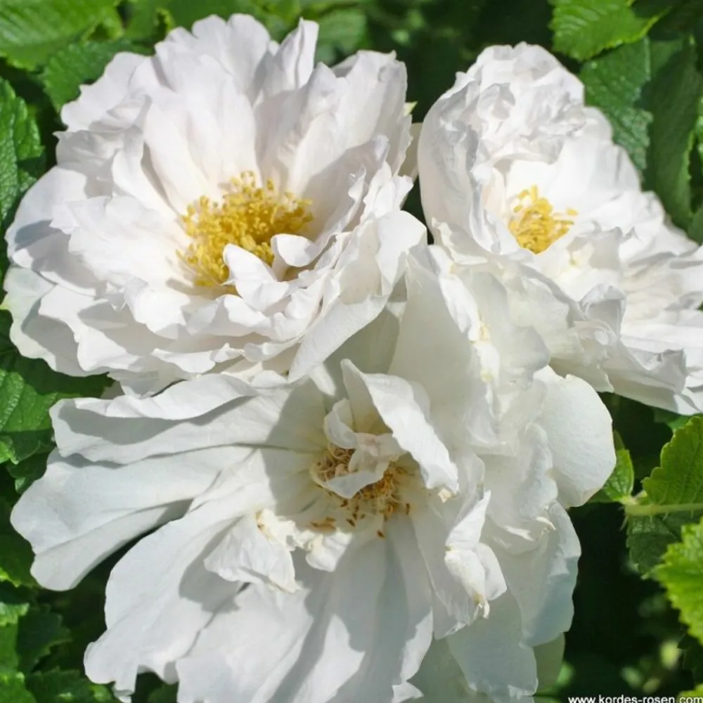 Arborix Rosiers | - Kordes-rugosa - rosa 'white roadrunner'®