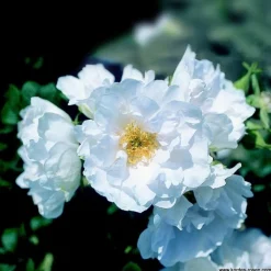Arborix Rosiers | - Kordes-rugosa - rosa 'white roadrunner'®