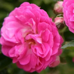 Arborix Rosiers | - Rose pleureuse - rosa 'dorothy perkins'
