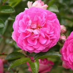 Arborix Rosiers | - Rose pleureuse - rosa 'dorothy perkins'