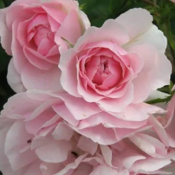 Arborix - Rosier couvre-sol - rosa 'bonica'® New