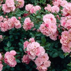 Arborix - Rosier couvre-sol - rosa 'bonica'® New