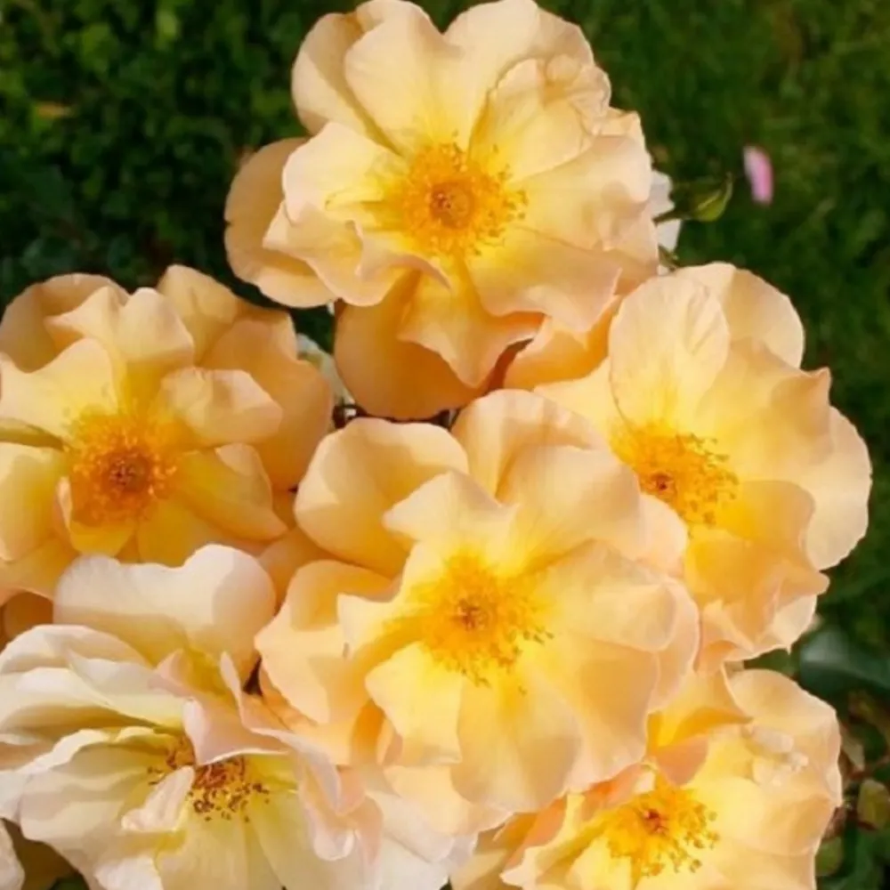 Arborix - Rosier couvre-sol - rosa 'amber sun' Clearance