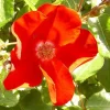 Arborix Rosiers | - Rosier couvre-sol - rosa 'apache'