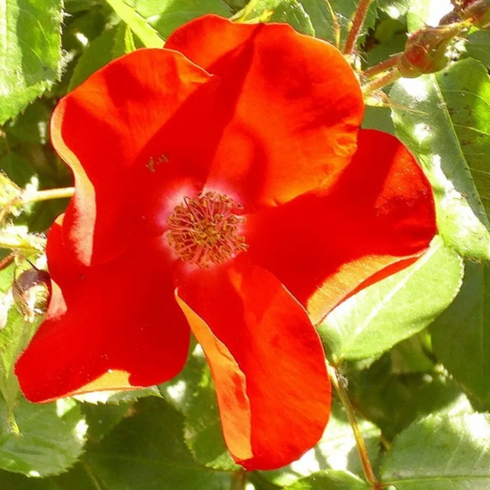 Arborix Rosiers | - Rosier couvre-sol - rosa 'apache'