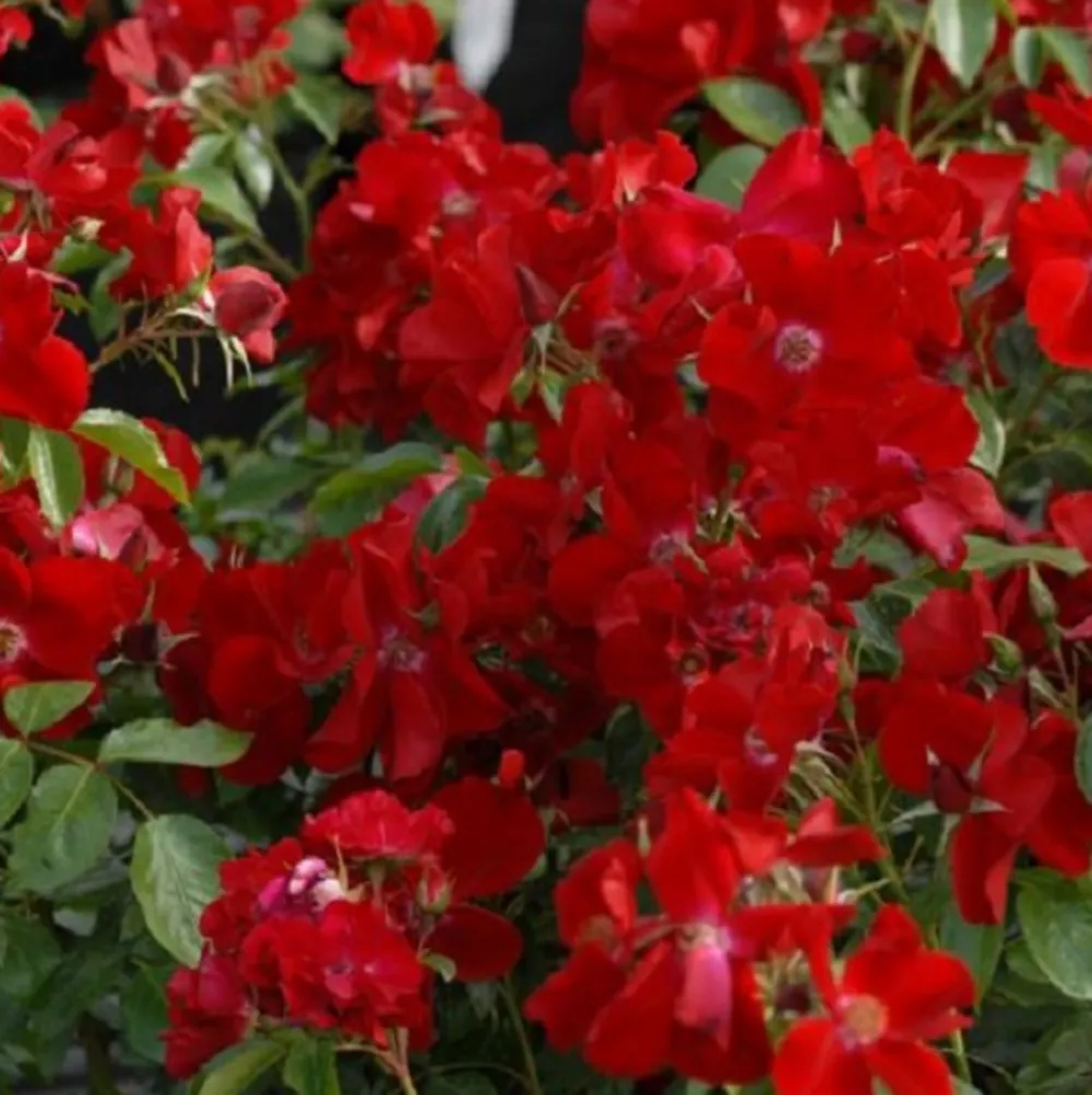 Arborix Rosiers | - Rosier couvre-sol - rosa 'apache'