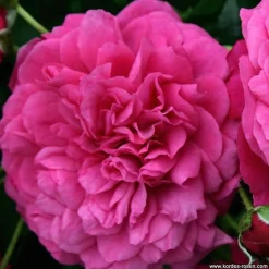 Arborix Rosiers | - Rosier grimpante kordes - rosa 'laguna'®