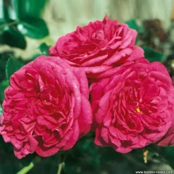 Arborix Rosiers | - Rosier grimpante kordes - rosa 'laguna'®