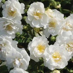Arborix Rosiers | - Rosier grimpante - rosa 'guirlande d'amour'
