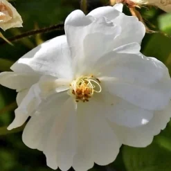 Arborix Rosiers | - Rosier grimpante - rosa 'guirlande d'amour'