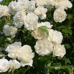 Arborix Rosiers | - Rosier grimpante - rosa 'madame alfred carriere'