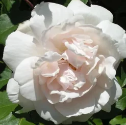 Arborix Rosiers | - Rosier grimpante - rosa 'madame alfred carriere'