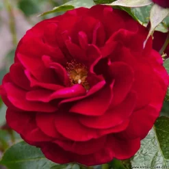 Arborix - Rosier kordes - rosa 'bordeaux'® Hot