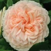 Arborix - Rosier kordes - rosa 'garden of roses'® Sale