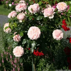 Arborix - Rosier kordes - rosa 'garden of roses'® Sale