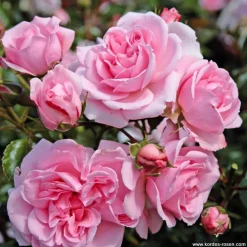 Arborix Rosiers | - Rosier kordes - rosa 'home and garden'®
