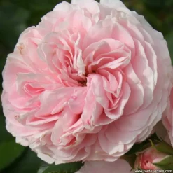 Arborix - Rosier kordes - rosa 'larissa'® Clearance
