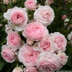 Arborix - Rosier kordes - rosa 'larissa'® Clearance