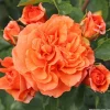 Arborix - Rosier kordes - rosa 'orangerie'® Discount