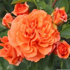 Arborix - Rosier kordes - rosa 'orangerie'® Discount