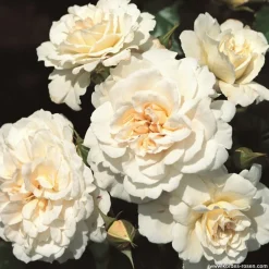 Arborix Rosiers | - Rosier kordes - rosa 'petticoat'®