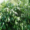 Arborix Bambous | - Sasa - indocalamus tessalatus (= sasa t.) - 20-30 cm pot