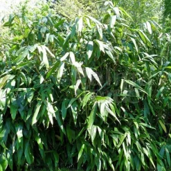 Arborix Bambous | - Sasa - indocalamus tessalatus (= sasa t.) - 20-30 cm pot