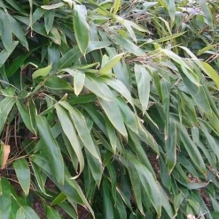Arborix Bambous | - Sasa - indocalamus tessalatus (= sasa t.) - 20-30 cm pot