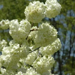 Arborix Arbres Et Arbustes | - Viorne de chine - viburnum plicatum 'grandiflorum' - 40-60 cm pot