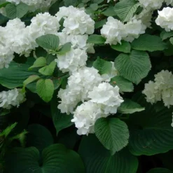 Arborix Arbres Et Arbustes | - Viorne de chine - viburnum plicatum 'grandiflorum' - 40-60 cm pot