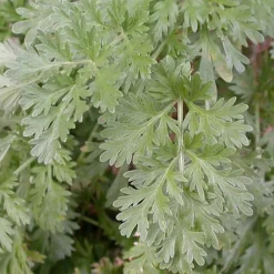 Arborix - 6 x absinthe - artemisia absinthium - godet 9cm x 9cm Online